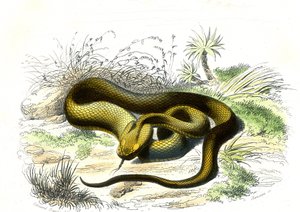 Vipera a testa di lancia (Cophias Lanceolatus) - Tavola da Storia Naturale di Bernard Germain de Lacepede, edizione P.Furme, Parigi