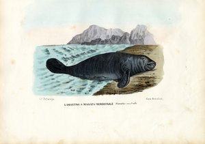 Lamantino dei Caraibi, 1863-79 da Raimundo Petraroja
