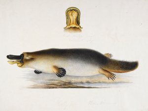 Un ornitorinco dal becco d