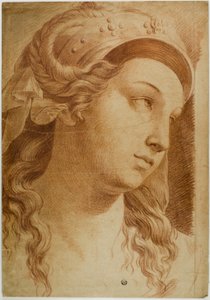Testa di Comity da Raphael