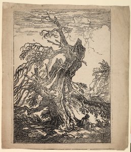 Studio di un albero