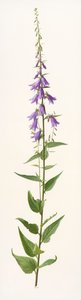 Specie di Adenophora (olio su carta) da Raymond Booth