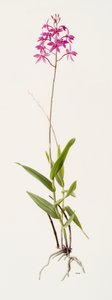 Barkeria skinneri (olio su carta) da Raymond Booth
