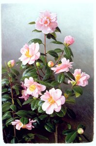 Varietà di Camelia Japonica da Raymond Booth