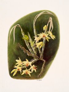 Dendrolium aureum (olio su carta) da Raymond Booth
