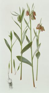 Fritillaria Hermonis Amana da Raymond Booth