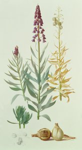 Fritillaria Persica da Raymond Booth