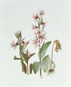 Fritillaria Stenanthera da Raymond Booth