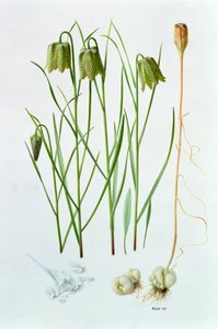 Fritillaria whittallii da Raymond Booth