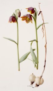 Fritillaria daviesii da Raymond Booth