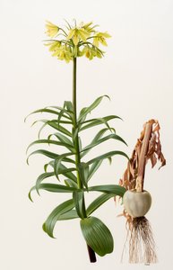 Fritillaria eduardii (olio su tavola)