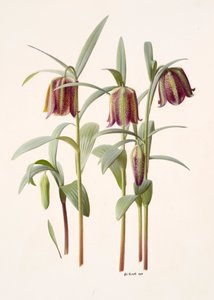 Fritillaria kotschyana da Raymond Booth
