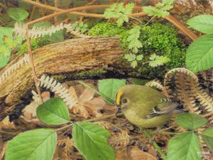 Gold Crest, 2000 (olio su tavola)