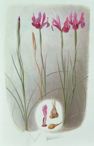 Iris filifolia da Raymond Booth