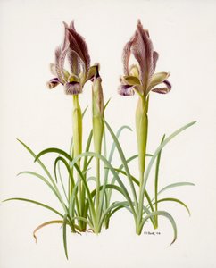 Iris acutiloba (olio su carta)