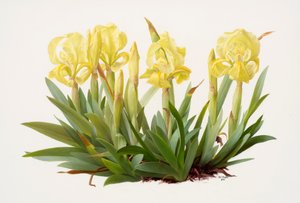 Iris lutescens (olio su carta) da Raymond Booth