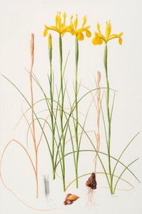 Iris spuria, 2002 (olio su carta) da Raymond Booth