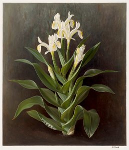 Iris willmottiana alba (olio su carta) da Raymond Booth