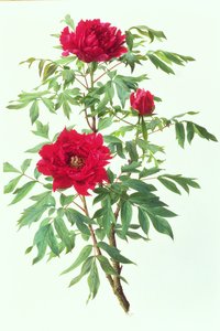 Paeonia giapponese da Raymond Booth