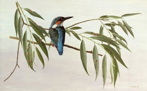 Martin pescatore da Raymond Booth