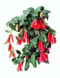 Lapegeria Rosea da Raymond Booth
