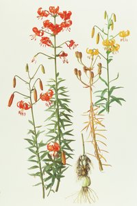 Lilium amabile da Raymond Booth