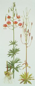 Lilium Pardalinum da Raymond Booth