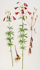 Lilium grayi da Raymond Booth