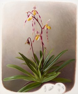 Orchidea da Raymond Booth