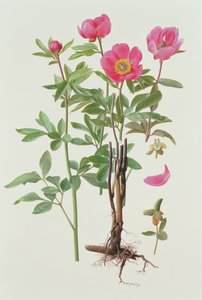 Arietina Paeonie da Raymond Booth