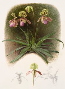 Paphiopedilium henryi (olio su carta) da Raymond Booth