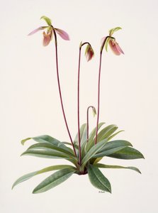Pophiopedrium appletonianum (olio su carta) da Raymond Booth