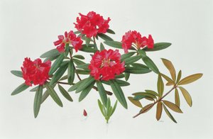 Rododendro Microgynum da Raymond Booth