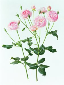 Rosa 