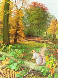 Scoiattolo su un albero caduto da Raymond Booth