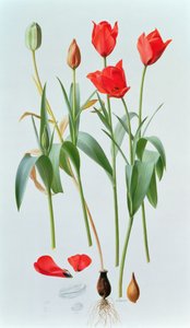 Tulipa amabilis da Raymond Booth