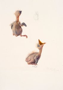 Due studi su un nidiaceo di merlo da Raymond Booth