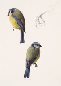 Due studi di una cinciarella (olio su carta) da Raymond Booth