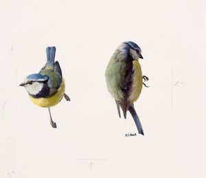 Due studi di una cinciarella (olio su carta)