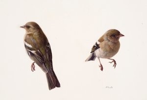 Due studi di una femmina di fringuello (olio su carta)