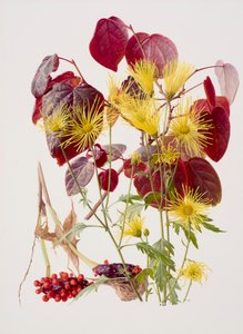 Ukon tachibana (olio su carta) da Raymond Booth