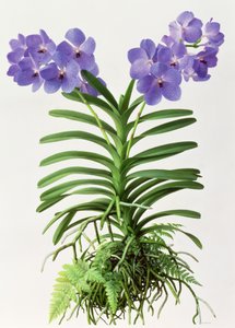 Vanda Rothschildiana da Raymond Booth