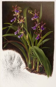 Ibrido di Zygopetalum