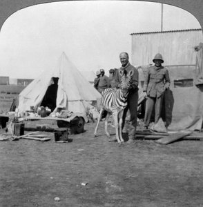 Artiglieri sudafricani con la loro zebra domestica, Africa orientale, Prima Guerra Mondiale, 1914-1918 da Realistic Travels Publishers