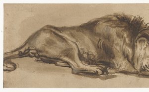 Studio di un leone addormentato da Rembrandt van Rijn (copy after)