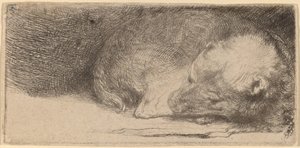 Cucciolo Addormentato