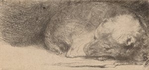 Cucciolo che dorme, c. 1640 da Rembrandt van Rijn