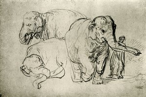 Studio di elefanti