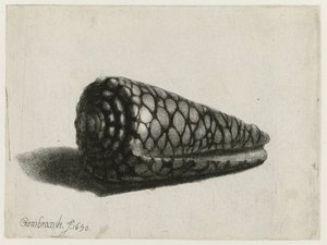 La conchiglia (Conus marmoreus) da Rembrandt van Rijn