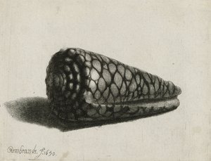 La conchiglia (Conus marmoreus), 1650 da Rembrandt van Rijn